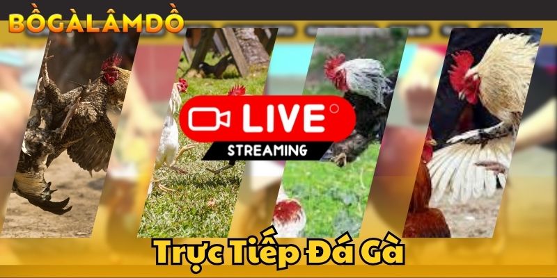 trực tiếp đá gà