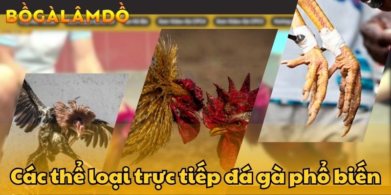 trực tiếp đá gà