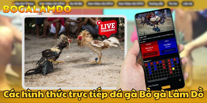 bồ gà lâm dồ